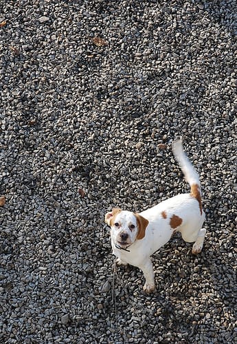 Lost Beagle cream named Leo in Québec City