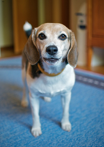 Rosie