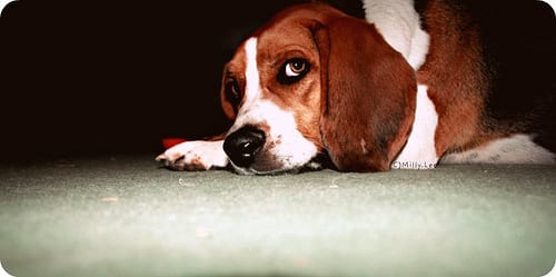 Lost Beagle grey named Bear in Oakville