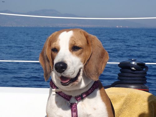 Lost Beagle grey named Lucy in Surrey