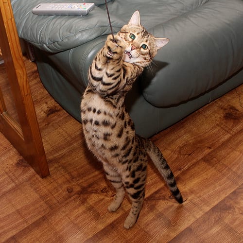 Lost Bengal black named Smokey in Miramichi