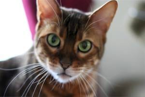 Lost Bengal tortoiseshell named Sophie in Montréal
