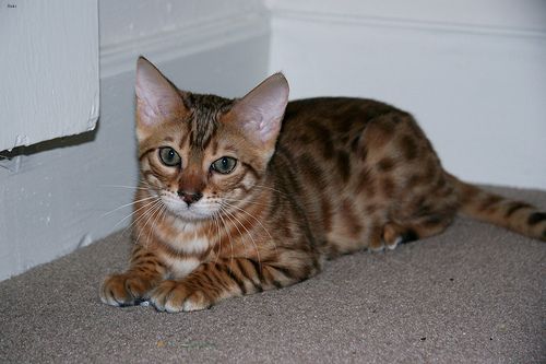 Lost Bengal black and white named Salem in Squamish