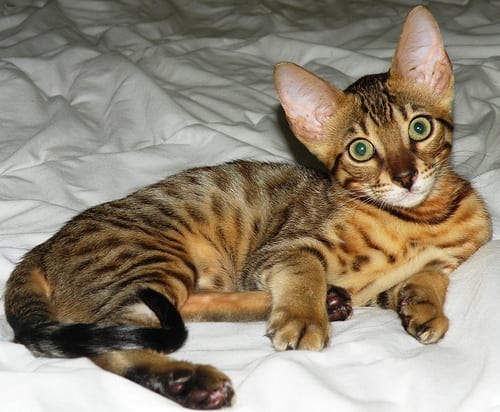 Lost Bengal grey named Salem in Welland