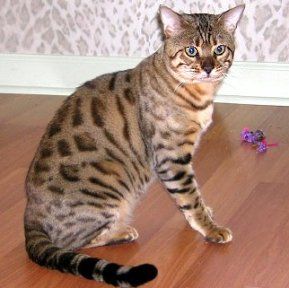 Lost Bengal orange tabby named Salem in Riverview