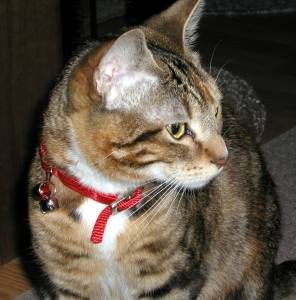 Lost Bengal tabby named Pumpkin in Calgary