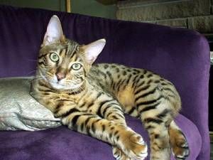Lost Bengal tortoiseshell named Lola in Edmonton