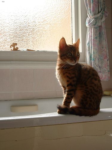 Lost Bengal cream named Chloe in Ottawa