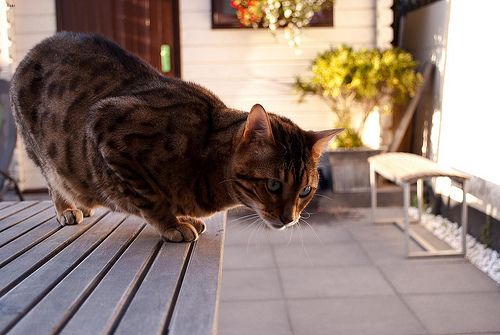 Lost Bengal calico named Tiger in Bridgewater
