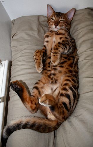 Lost Bengal cream named Lola in Montréal