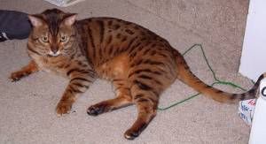 Lost Bengal calico named Shadow in Burnaby