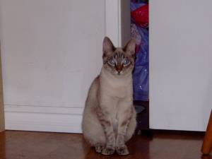 Lola