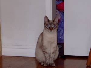 Lost Bengal white named Lola in Oromocto