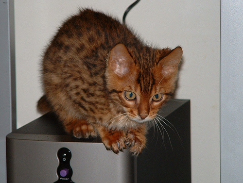 Lost Bengal black and white named Misty in Wetaskiwin