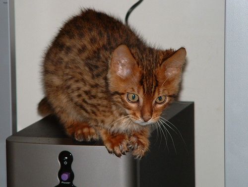 Lost Bengal tabby named Biscuit in Airdrie