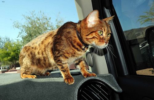 Lost Bengal white named Oscar in North Vancouver