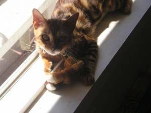 Lost Bengal tortoiseshell named Toby in Cape Breton