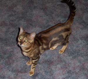 Lost Bengal black named Tiger in Swift Current