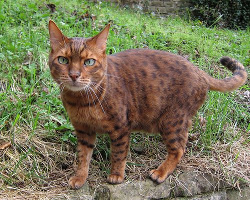 Lost Bengal grey named Lily in Edmonton