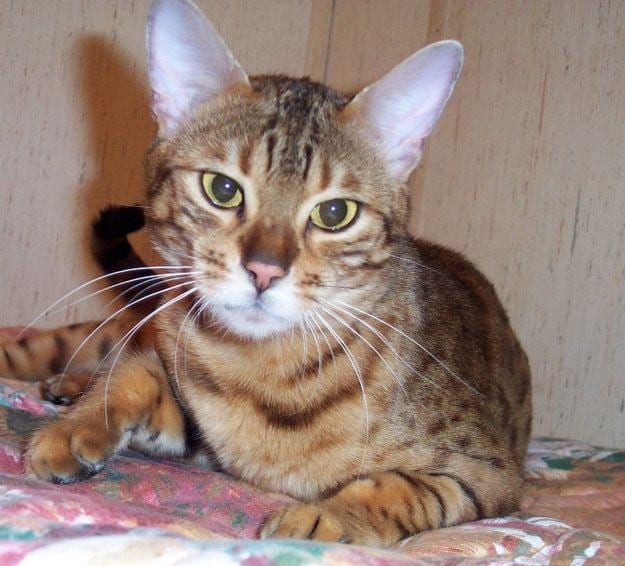 Lost Bengal black and white named Cleo in Milton