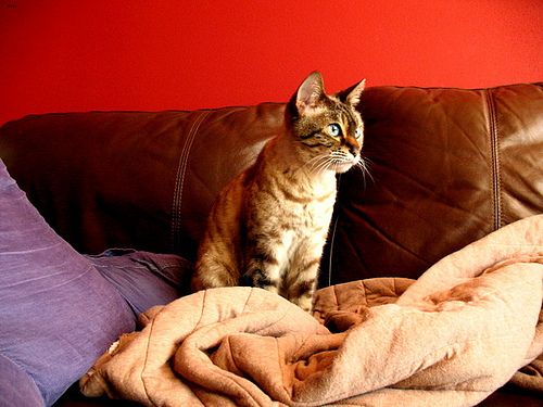 Lost Bengal black named Lola in Prince Rupert