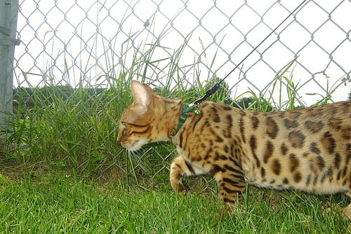 Lost Bengal black and white named Gizmo in Québec City
