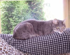 Lost Bengal white named Mittens in Calgary