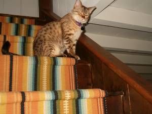 Lost Bengal black named Smokey in Penticton