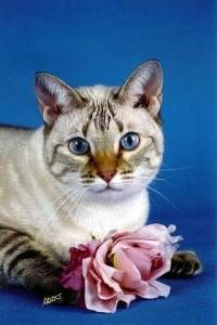 Lost Bengal calico named Penny in Saint John