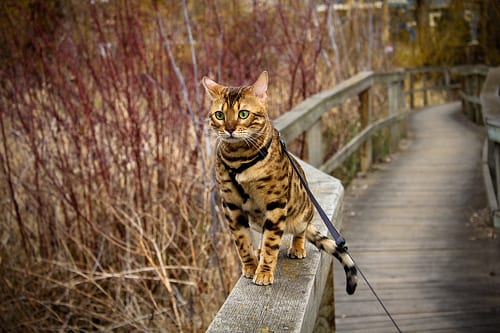 Lost Bengal tabby named Sophie in Burnaby