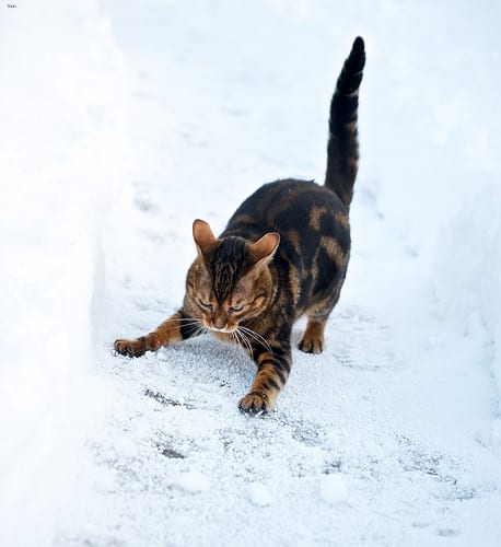 Lost Bengal cream named Chloe in Pickering