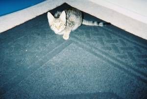 Lost Bengal tortoiseshell named Salem in St. John’s