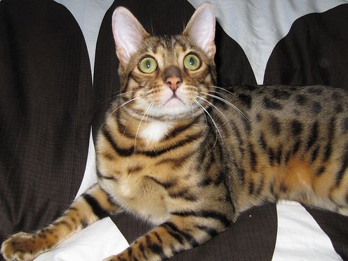 Lost Bengal black named Oreo in Edmonton