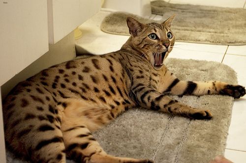 Lost Bengal orange tabby named Pumpkin in Mount Pearl