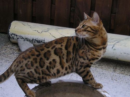 Lost Bengal white named Biscuit in Summerside