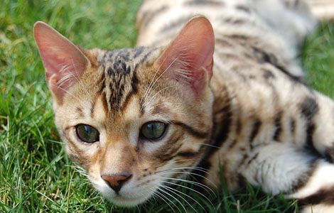 Lost Bengal orange tabby named Toby in Medicine Hat