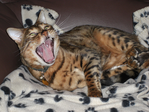 Felix