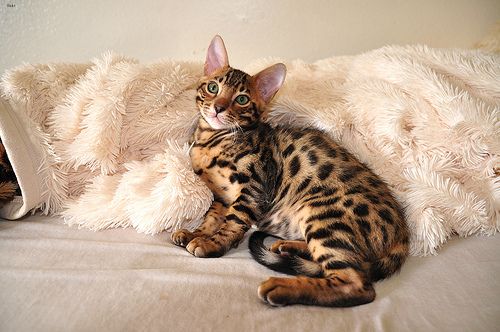 Lost Bengal cream named Jasper in Vancouver