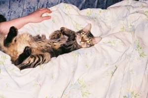 Lost Bengal black named Felix in Bradford West Gwillimbury