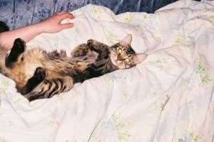 Lost Bengal grey named Oreo in Surrey