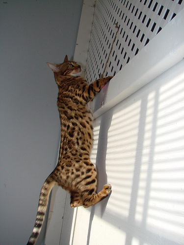 Lost Bengal tabby named Sophie in Oakville