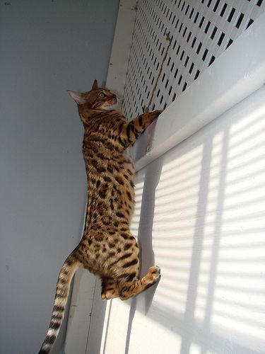 Lost Bengal black and white named Smokey in Boucherville