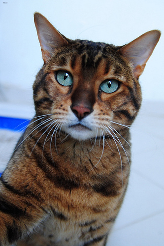 Lost Bengal orange tabby named Willow in London