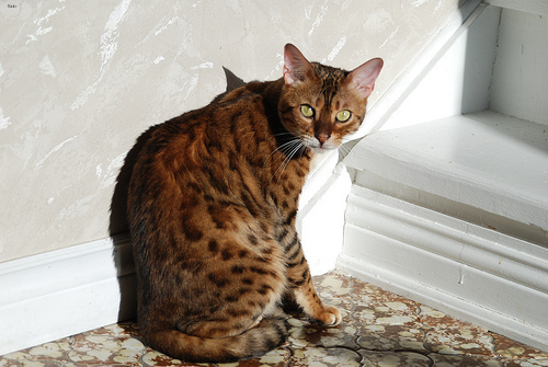 Toby