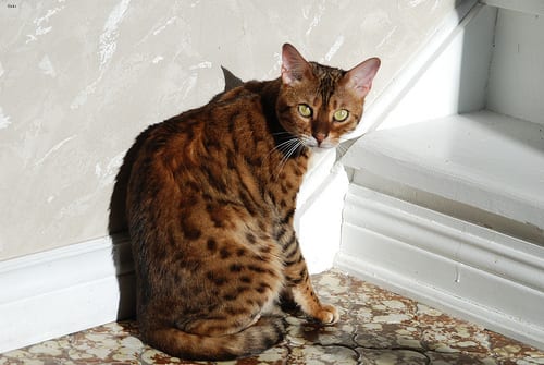 Lost Bengal black and white named Toby in Vaughan