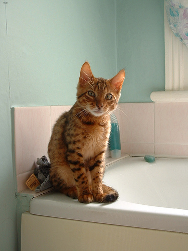 Lost Bengal black named Oreo in New Westminster