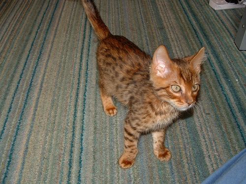 Lost Bengal orange tabby named Salem in Victoria