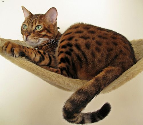 Lost Bengal white named Shadow in Edmonton