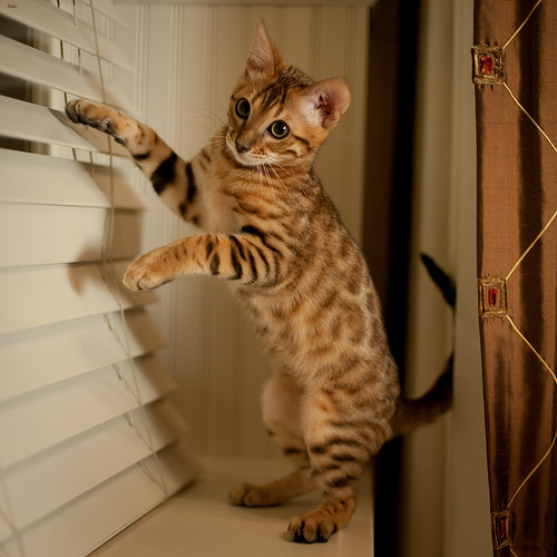 Lost Bengal grey named Toby in Dauphin