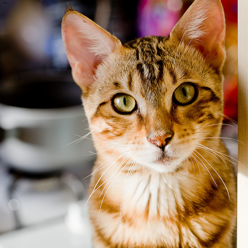 Lost Bengal grey tabby named Cleo in Mississauga